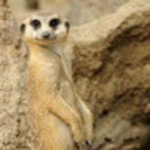 Meet your Posher, Egdel